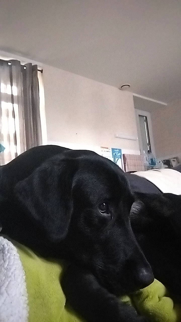 Wali participe au concours pour gagner de l'argent avec cette photo : borador, canidae, carnivore, chair, comfort, companion_dog, curtain, dog, dog_breed, flooring, gun_dog, pet_supply, retriever, snout, sporting_group, table, tail, whiskers, window, working_animal