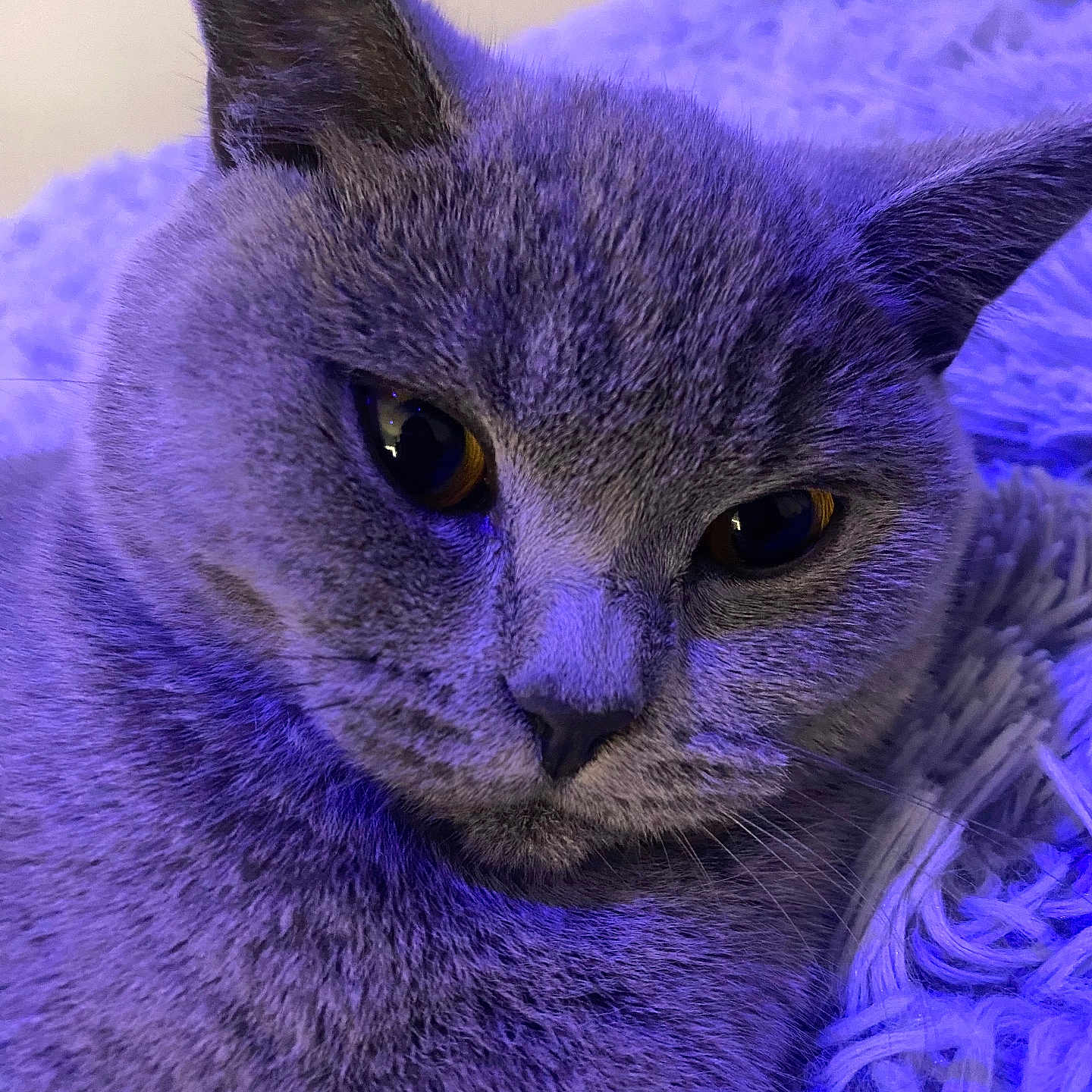 Luna is registered to the contest to win money with this photo: abyssinian, accessories, angora, animal, blackcat, cat, clothing, featherboa, fur, kitten, manx, pet, purple, siamese