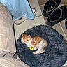 Moky participe au concours pour gagner de l'argent avec cette photo : kitten, cat, sleeping, pet_bed, fluffy, indoor, floor_tiles, slippers, sneakers, furniture, cozy, resting, orange_and_white, small_animal, domestic_cat, quiet, relaxation, home, cute, nap