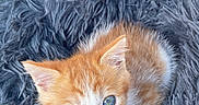 Moky participe au concours pour gagner de l'argent avec cette photo : kitten, cat, orange, white, blue_eyes, fur, pet, animal, cute, small, fluffy, bed, soft, cozy, looking_up, indoor, domestic, young, resting, close_up