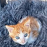 kitten, cat, orange, white, blue_eyes, fur, pet, animal, cute, small, fluffy, bed, soft, cozy, looking_up, indoor, domestic, young, resting, close_up