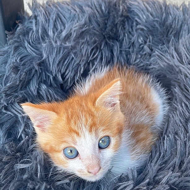 Moky participe au concours pour gagner de l'argent avec cette photo : kitten, cat, orange, white, blue_eyes, fur, pet, animal, cute, small, fluffy, bed, soft, cozy, looking_up, indoor, domestic, young, resting, close_up