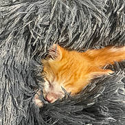 Moky participe au concours pour gagner de l'argent avec cette photo : kitten, cat, sleeping, orange_cat, fluffy_blanket, cozy, close_up, furry, pet, cute, domestic_cat, resting, soft_texture, fur, animal, indoor, comfort, nap, adorable, young_cat