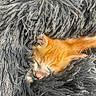 kitten, cat, sleeping, orange_cat, fluffy_blanket, cozy, close_up, furry, pet, cute, domestic_cat, resting, soft_texture, fur, animal, indoor, comfort, nap, adorable, young_cat