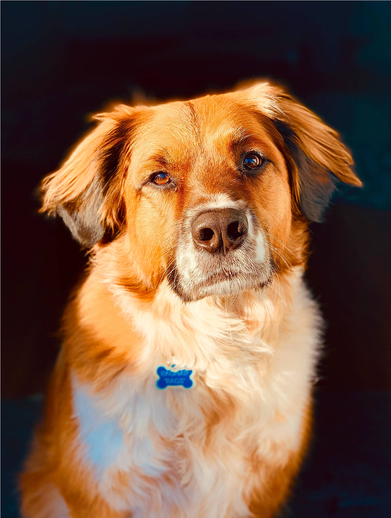 Rags joined the competition — help win amazing prizes! beige, canidae, carnivore, collar, companion_dog, dog, dog_breed, fawn, fur, iris, liver, snout, sporting_group, vertebrate, whiskers, working_animal, working_dog