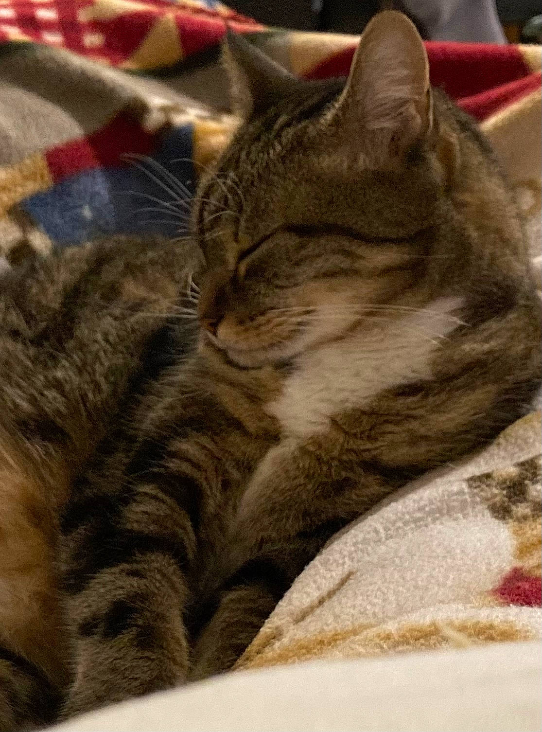 Angie a rejoint le concours — aidez-le/la à gagner de superbes lots ! carnivore, cat, claw, comfort, domestic_short_haired_cat, felidae, fur, nap, paw, small_to_medium_sized_cats, snout, tail, terrestrial_animal, whiskers