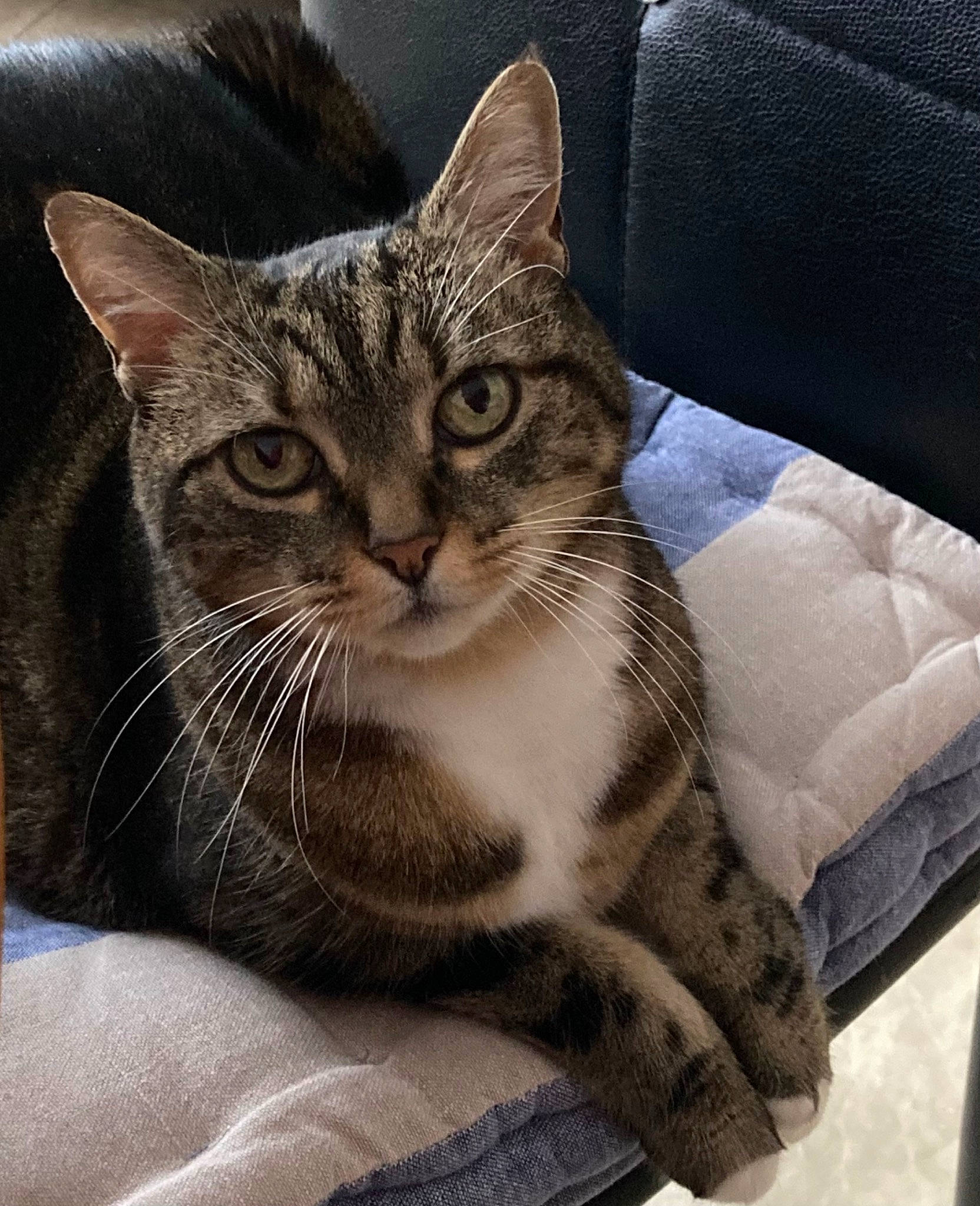 Angie a rejoint le concours — aidez-le/la à gagner de superbes lots ! carnivore, cat, claw, comfort, couch, domestic_short_haired_cat, door, felidae, fur, metal, paw, sitting, small_to_medium_sized_cats, snout, tail, whiskers, window