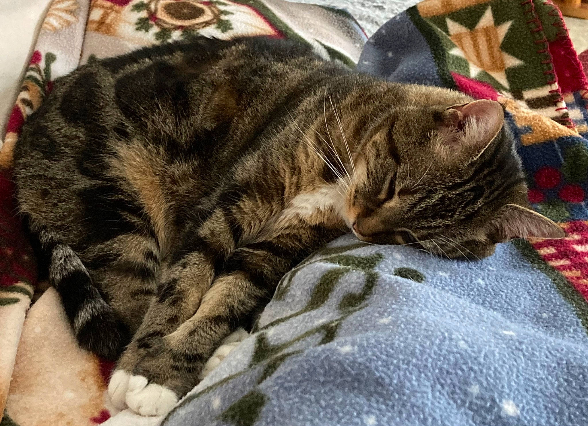 Angie a rejoint le concours — aidez-le/la à gagner de superbes lots ! blanket, carnivore, cat, claw, comfort, domestic_short_haired_cat, felidae, fur, linens, nap, pattern, paw, plaid, sleep, small_to_medium_sized_cats, snout, tartan, terrestrial_animal, whiskers