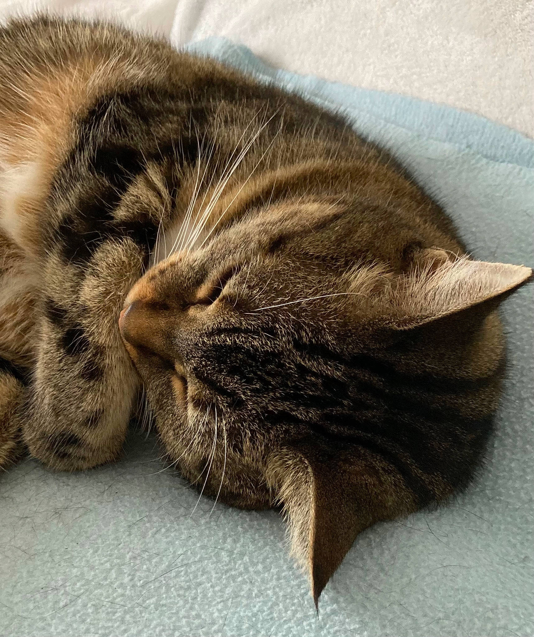 Angie participe au concours pour gagner de l'argent avec cette photo : brown, carnivore, cat, comfort, domestic_short_haired_cat, felidae, fur, grey, nap, paw, sleep, small_to_medium_sized_cats, snout, tail, terrestrial_animal, whiskers