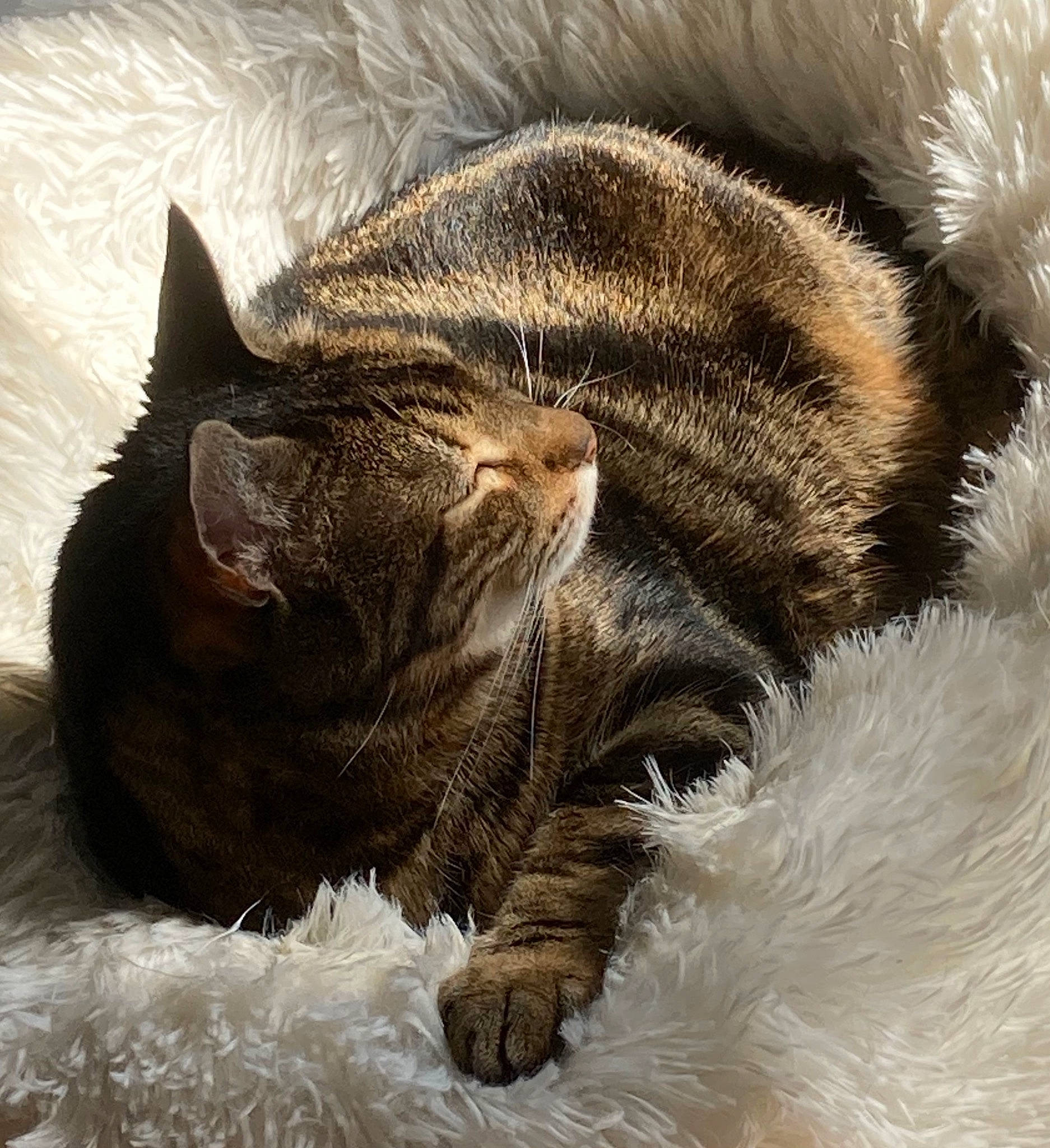 Gribouille participe au concours pour gagner de l'argent avec cette photo : black_cat, carnivore, cat, claw, comfort, domestic_short_haired_cat, felidae, fur, grey, mammal, nap, paw, sleep, small_to_medium_sized_cats, tail, terrestrial_animal, vertebrate, whiskers, wildlife