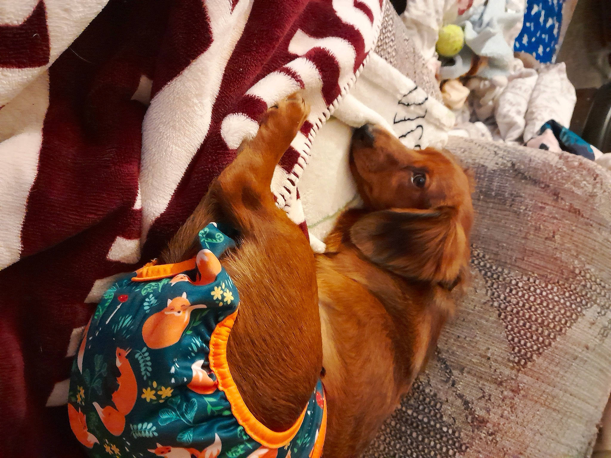 Millie joined the competition — help win amazing prizes! canidae, carnivore, comfort, companion_dog, dog, dog_breed, dog_supply, fawn, felidae, fur, linens, liver, pattern, pet_supply, snout, sporting_group, textile, toy_dog, wood, working_animal