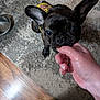 Meekamae joined the competition — help win amazing prizes! dog, french_bulldog, black_dog, pet, indoor, carpet, wood_floor, hand, person, nibbling, playful, canine, animal, domestic, floor, bowl, yellow_outfit, paw, ear, closeup