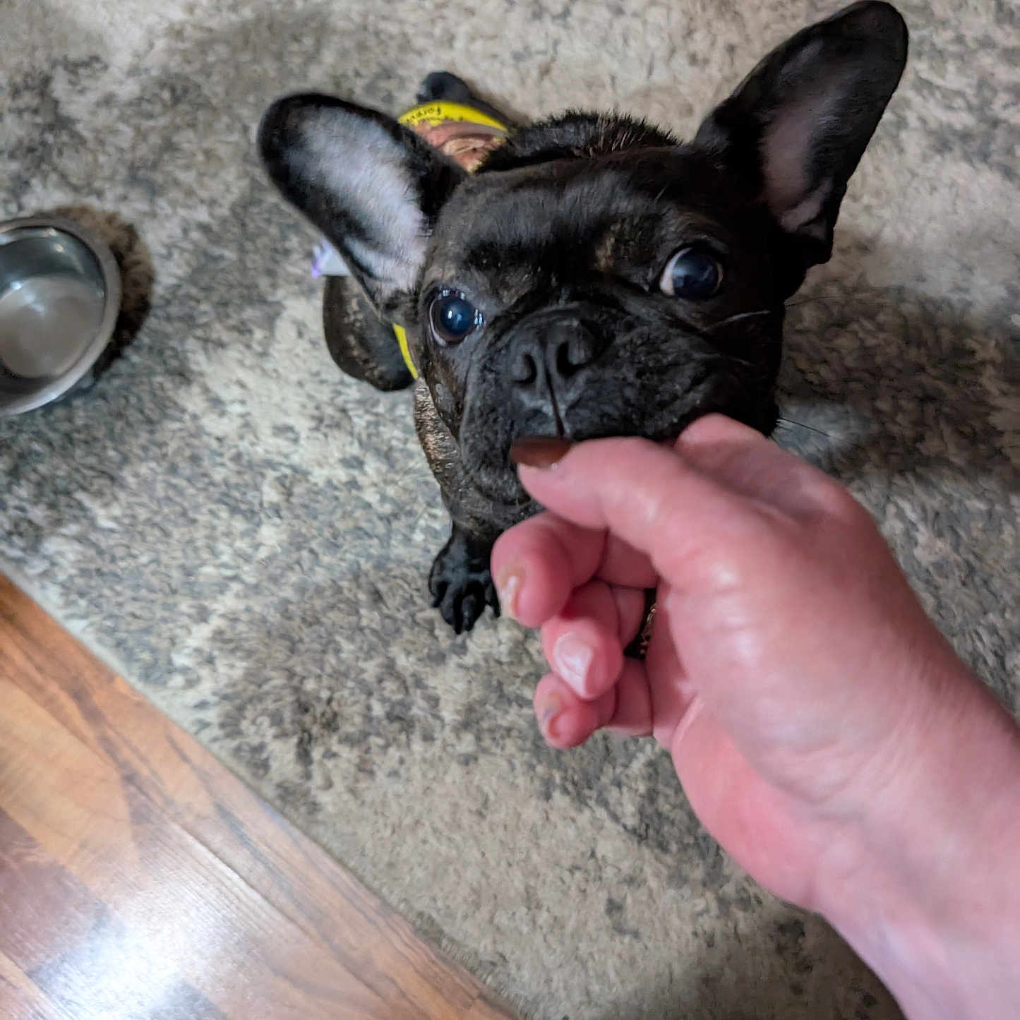 Meekamae is registered to the contest to win money with this photo: animal, black_dog, canine, carpet, close_up, curious, dog, domestic_pet, ears, floor, french_bulldog, hand, indoor, interaction, looking_up, paw, pet, treat, water_bowl, wood_floor