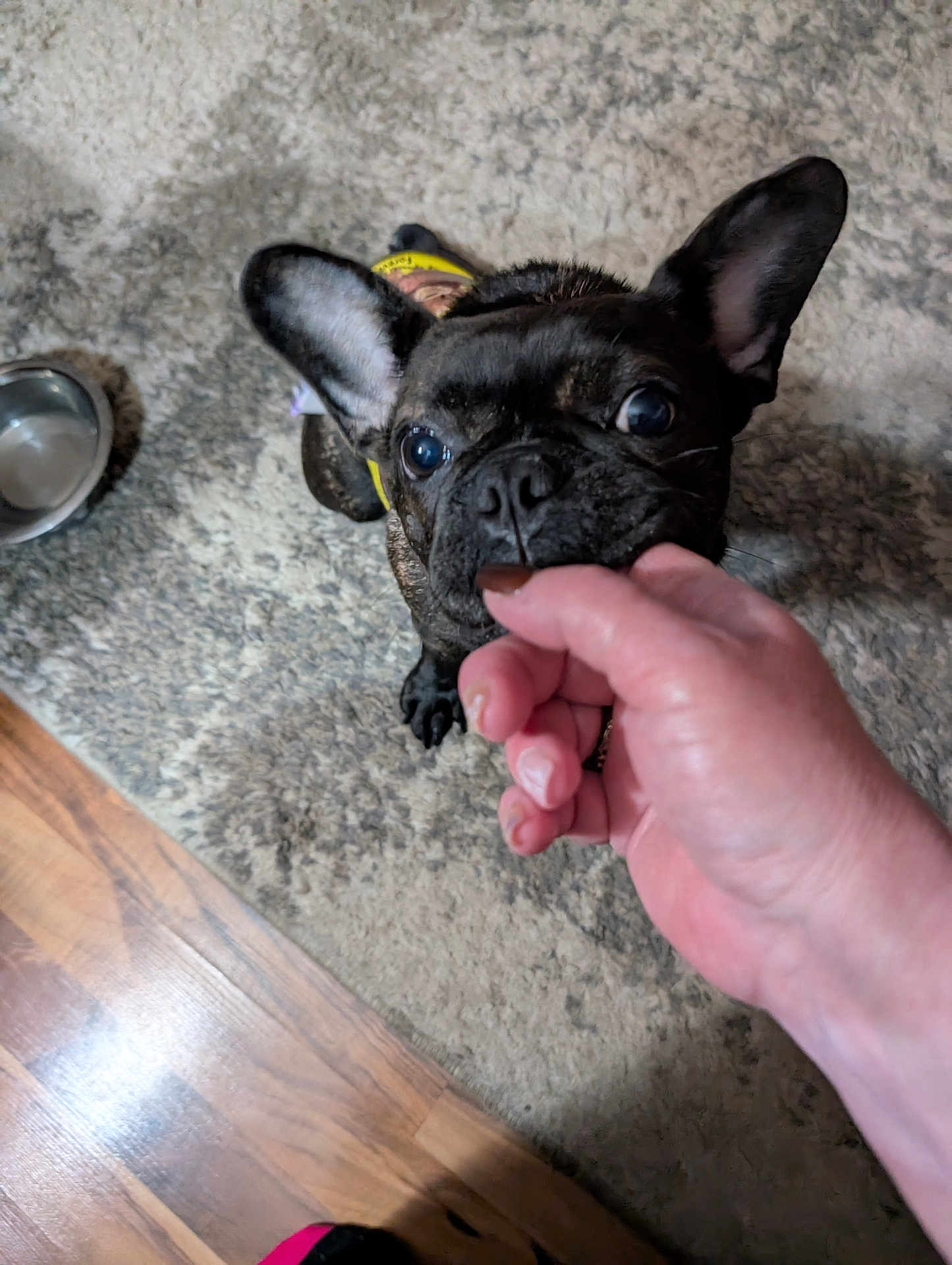 Meekamae is registered to the contest to win money with this photo: dog, french_bulldog, pet, hand, treat, carpet, floor, wood_floor, ears, black_dog, indoor, water_bowl, curious, animal, canine, paw, close_up, looking_up, domestic_pet, interaction