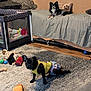 dog, living_room, carpet, couch, pillow, toy, pet_clothing, black_dog, small_dog, playful, home_interior, furniture, floor, blanket, decor, animal, cute, resting, indoor, relaxed