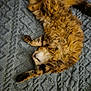 cat, tabby, feline, fluffy, stretching, sleeping, pet, animal, fur, whiskers, paw, relaxed, cozy, blanket, indoor, cute, mammal, domestic, resting, soft