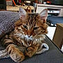 animal, architecture, building, cat, computerhardware, couch, electronics, fireplace, furniture, hardware, indoors, interiordesign, kitten, livingroom, monitor, pet, room, screen, tv, wood