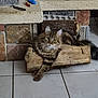 abyssinian, animal, architecture, box, brick, building, cat, device, furniture, hardwood, indoors, kitten, person, pet, plywood, screwdriver, slate, table, tool, wood