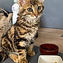 kitten, cat, tabby, young, pet, fur, whiskers, ears, eyes, bowl, food, mat, table, indoor, household, glass, bottle, blurred_background, curious, sitting