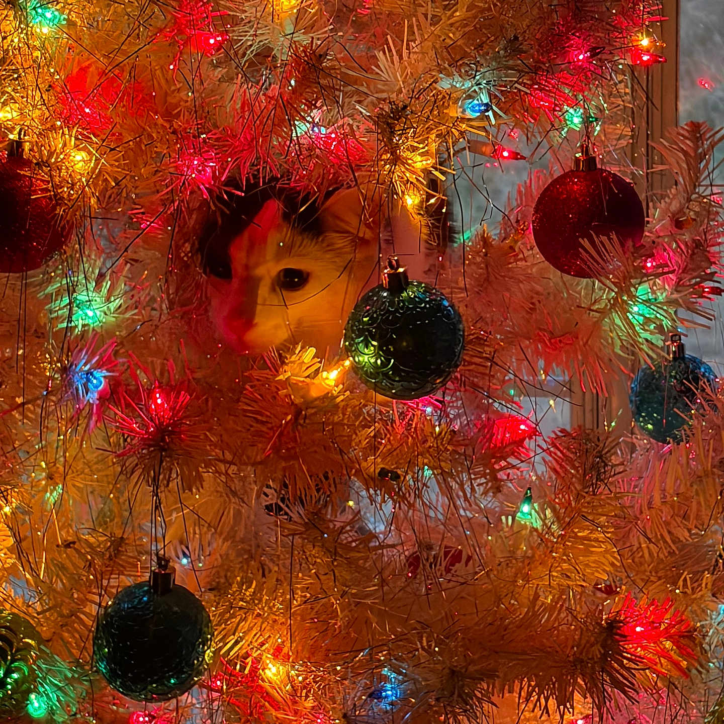Loki Lobo is registered to the contest to win money with this photo: animal, baubles, cat, celebration, christmas_lights, christmas_tree, colorful_lights, cozy, curious_cat, decorations, face, festive, festivity, holiday, indoor, night, ornaments, pet, white_tree, window