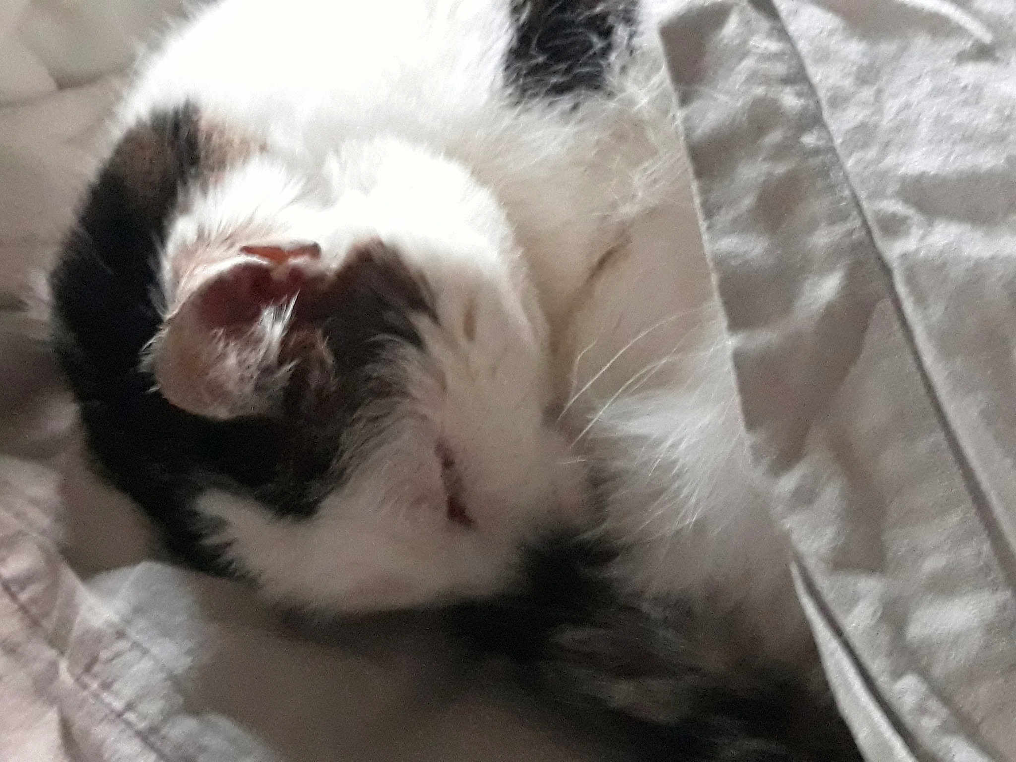 Mimi