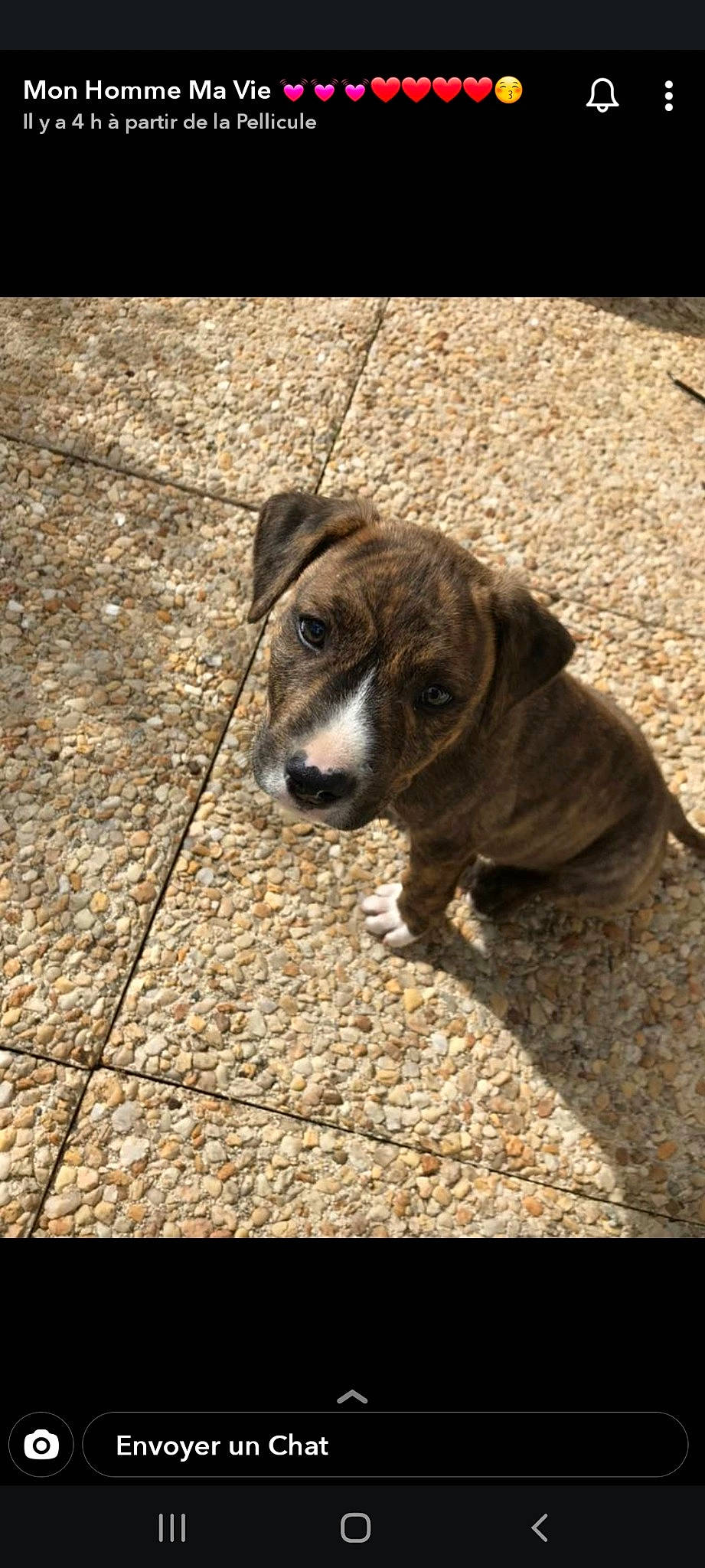 Shady participe au concours pour gagner de l'argent avec cette photo : american_pit_bull_terrier, canidae, carnivore, dog, dog_breed, fawn, fila_brasileiro, mammal, mountain_cur, pit_bull, plott_hound, puppy, rafeiro_do_alentejo, snout, street_dog, vertebrate