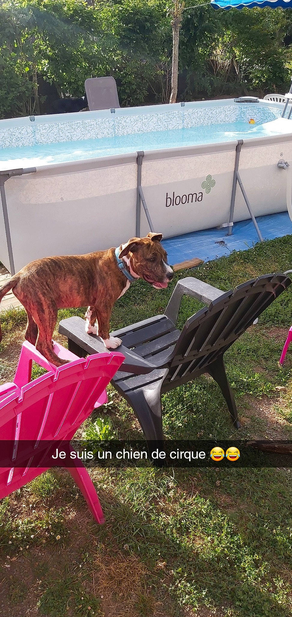 Shady participe au concours pour gagner de l'argent avec cette photo : canidae, carnivore, dog, dog_breed, dog_sports, greyhound, hunting_dog, liver, lurcher, sighthound, sporting_group, whippet