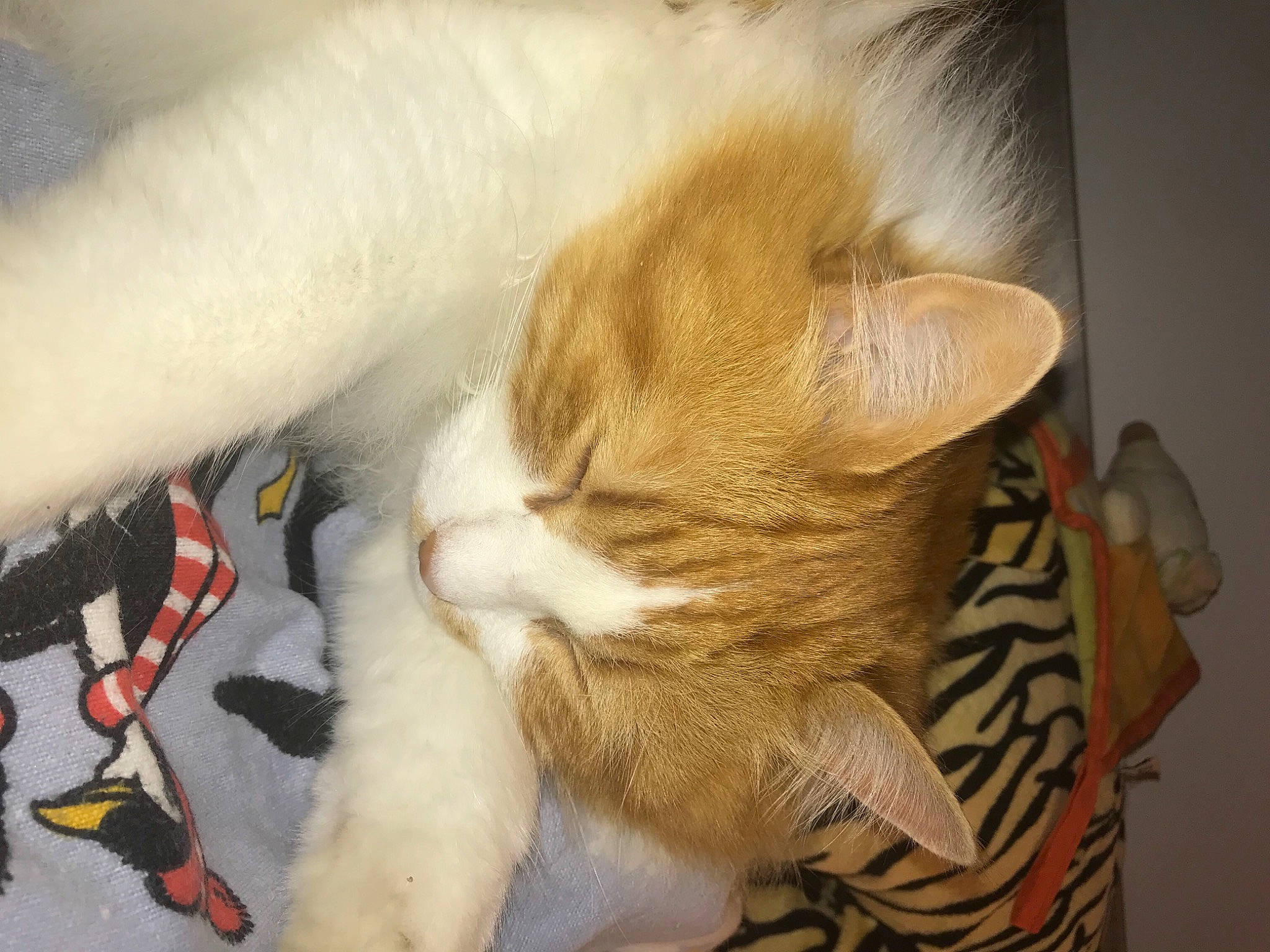 Minette a rejoint le concours — aidez-le/la à gagner de superbes lots ! carnivore, cat, claw, comfort, domestic_short_haired_cat, ear, fawn, felidae, foot, fur, human_leg, leg, nail, nap, paw, sleep, small_to_medium_sized_cats, snout, tail, whiskers