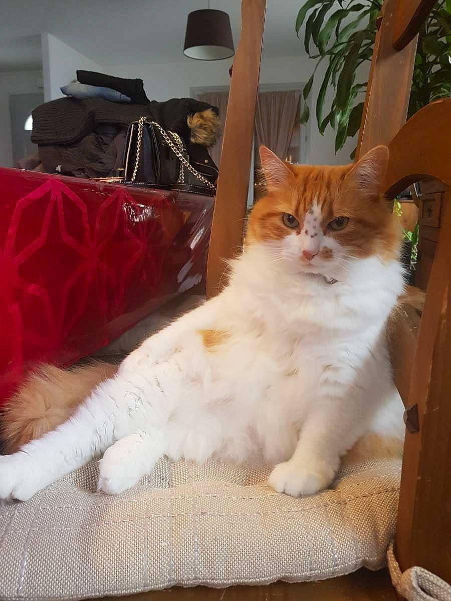 Minette participe au concours pour gagner de l'argent avec cette photo : carnivore, cat, comfort, domestic_short_haired_cat, fawn, felidae, flooring, flowerpot, fur, hardwood, houseplant, luggage_and_bags, paw, plant, sitting, small_to_medium_sized_cats, snout, tail, whiskers, wood