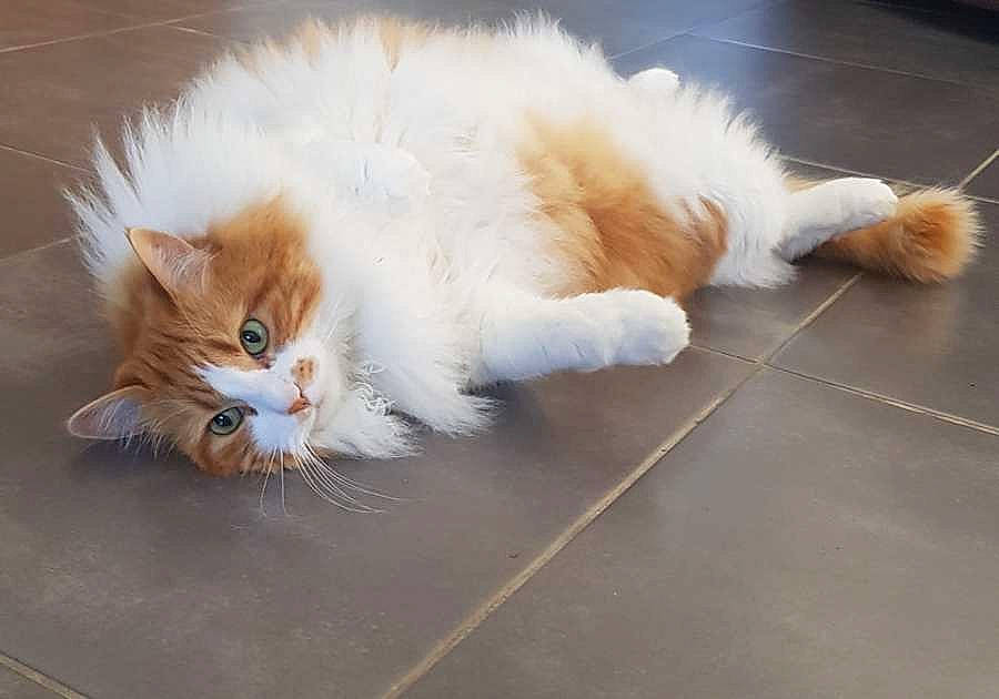 Minette participe au concours pour gagner de l'argent avec cette photo : carnivore, cat, claw, fawn, felidae, flooring, fur, paw, persian, small_to_medium_sized_cats, snout, tail, whiskers