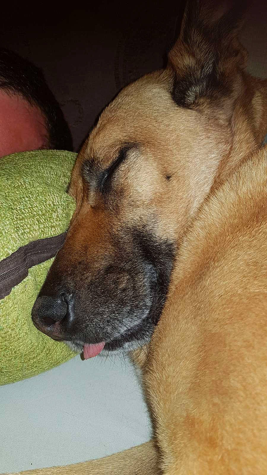 Crony participe au concours pour gagner de l'argent avec cette photo : ancient_dog_breeds, canidae, carnivore, collar, companion_dog, dog, dog_breed, fawn, fur, giant_dog_breed, guard_dog, non_sporting_group, paw, pet_supply, snout, sporting_group, terrestrial_animal, whiskers, working_animal, working_dog