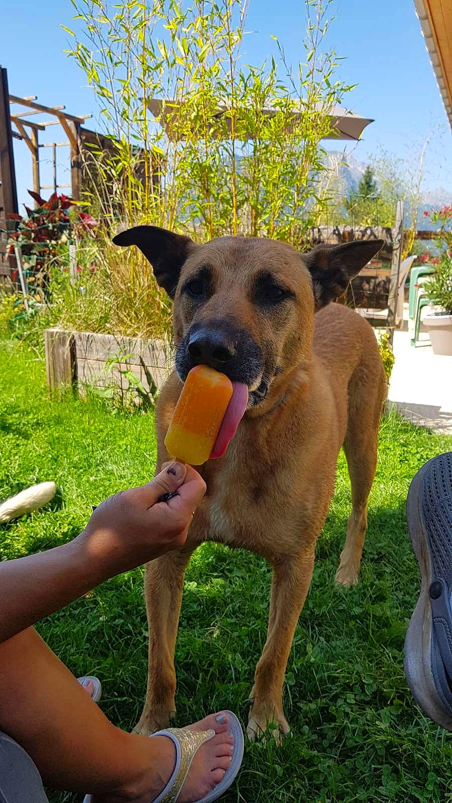 Crony a rejoint le concours — aidez-le/la à gagner de superbes lots ! airedale_terrier, canidae, carnivore, collar, companion_dog, dog, dog_breed, dog_supply, doghouse, fawn, grass, guard_dog, hunting_dog, plant, sandal, sky, sporting_group, tree, working_animal, working_dog