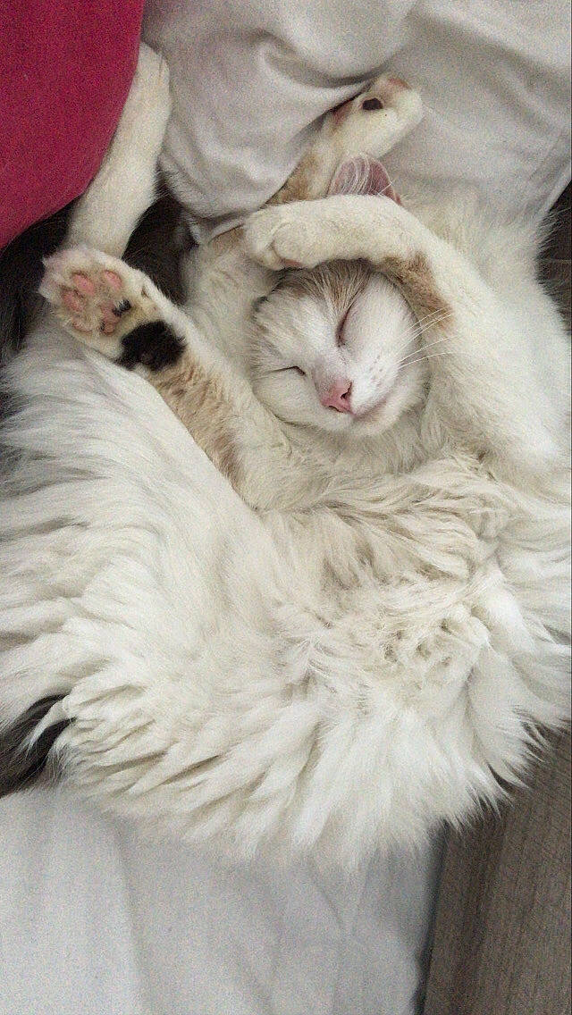 Blanka a rejoint le concours — aidez-le/la à gagner de superbes lots ! carnivore, cat, claw, comfort, companion_dog, eye, fang, felidae, foot, fur, gesture, happy, nap, paw, small_to_medium_sized_cats, snout, tail, whiskers, yawn