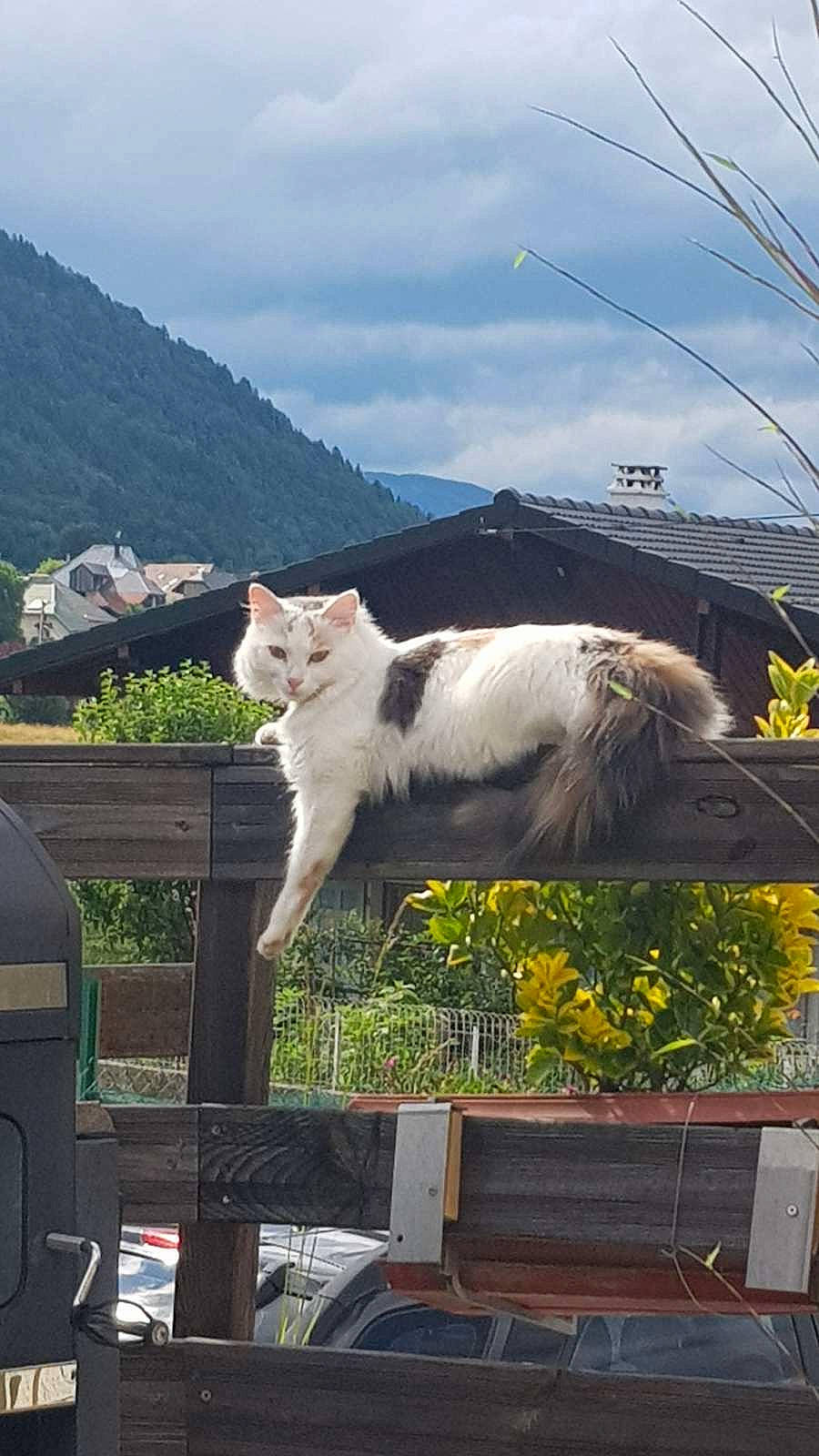 Blanka participe au concours pour gagner de l'argent avec cette photo : carnivore, cat, chair, cloud, companion_dog, eye, fawn, felidae, fur, grass, hill, leaf, mountain, outdoor_furniture, plant, sky, small_to_medium_sized_cats, tail, tree, whiskers