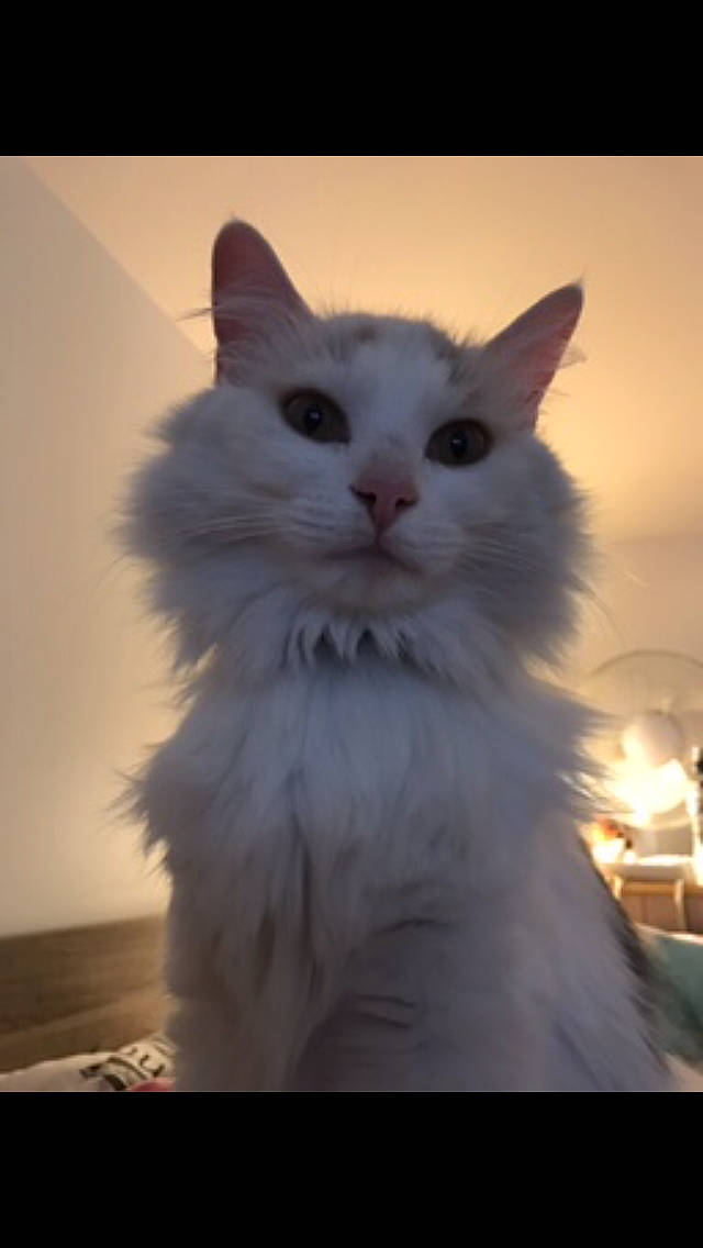 Blanka a rejoint le concours — aidez-le/la à gagner de superbes lots ! british_longhair, carnivore, cat, eye, felidae, fur, sitting, sky, small_to_medium_sized_cats, snout, tail, whiskers, window