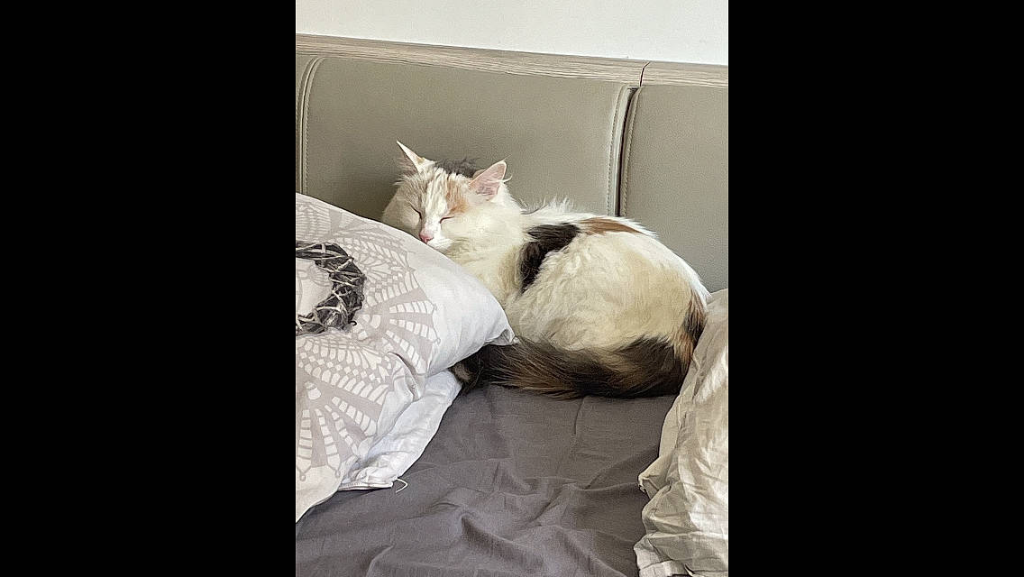 Blanka a rejoint le concours — aidez-le/la à gagner de superbes lots ! bed, bed_sheet, bedding, bedroom, blanket, carnivore, cat, comfort, companion_dog, duvet, felidae, fur, grey, linens, nap, room, sitting, sleeve, small_to_medium_sized_cats, whiskers