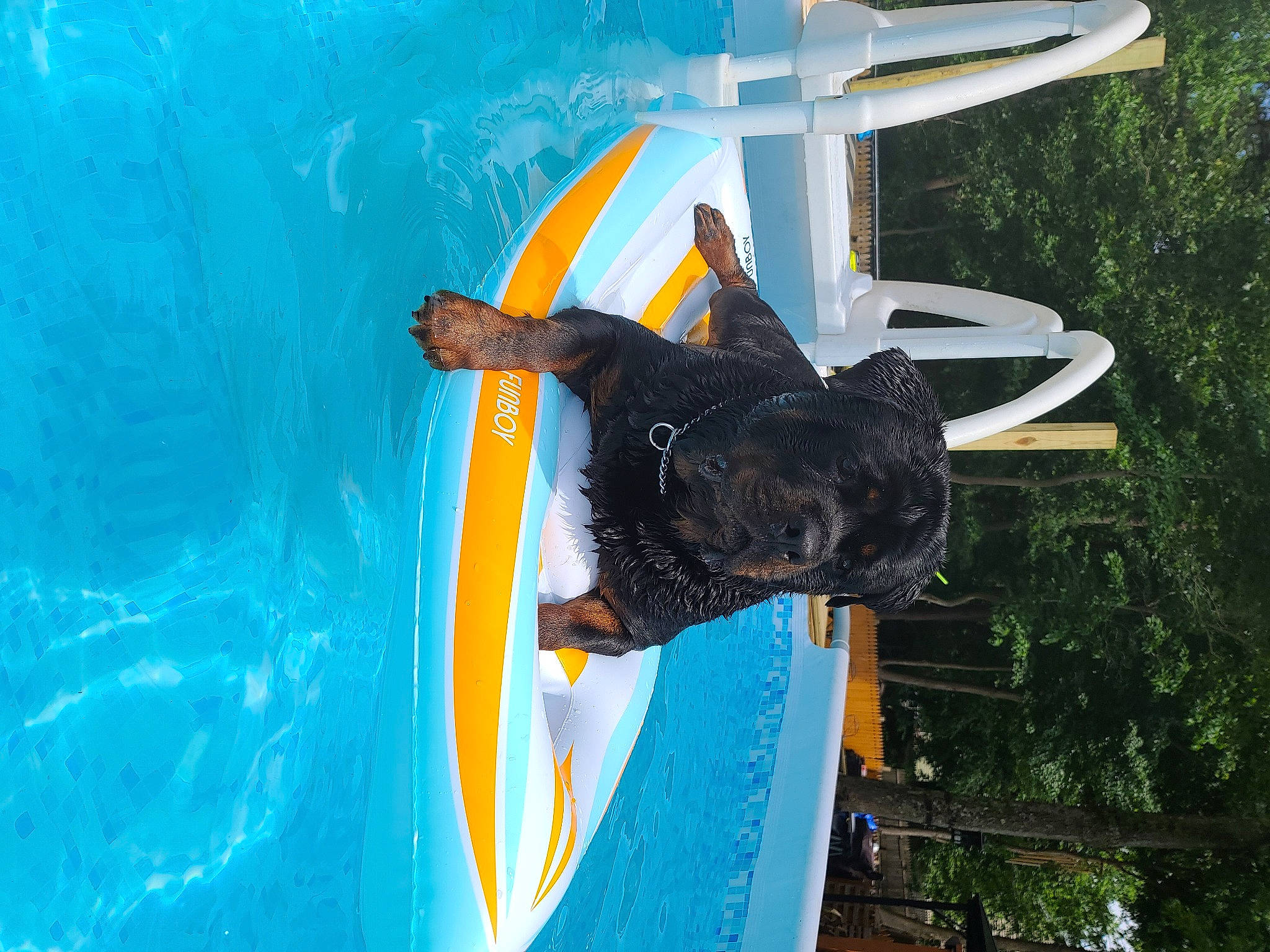 Saban joined the competition — help win amazing prizes! adventure, aircraft, boats_and_boating_equipment_and_supplies, carnivore, dog, extreme_sport, fish, fun, games, leisure, personal_protective_equipment, plastic, recreation, tail, tree, water, wind_wave, wing, world