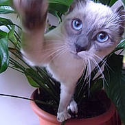 Covida participe au concours pour gagner de l'argent avec cette photo : cat, blue_eyes, plant, houseplant, green_leaves, terracotta_pot, whiskers, curious, indoor, pet, feline, paw, close_up, leaf, nature, animal, tabby, white_fur, domestic_cat, cute