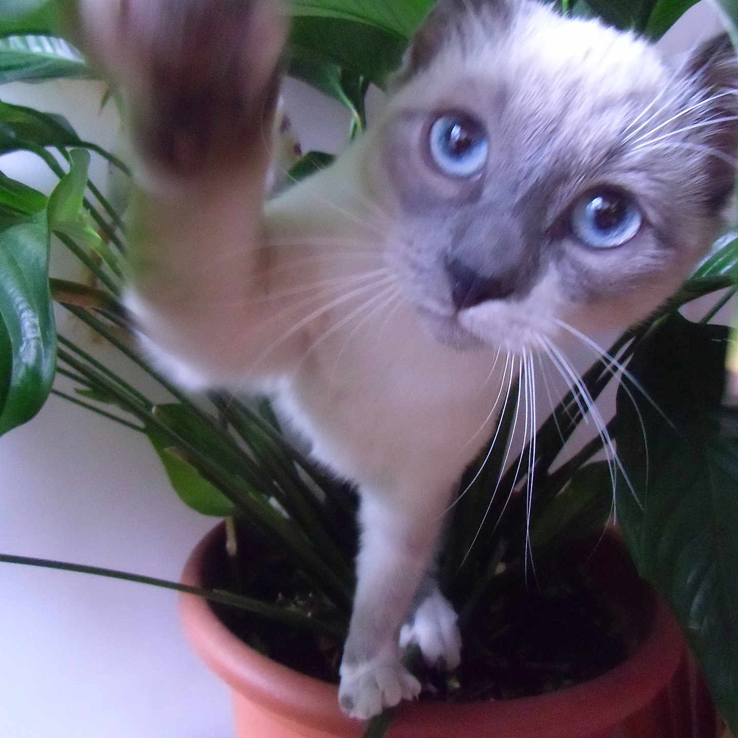 Covida participe au concours pour gagner de l'argent avec cette photo : animal, blue_eyes, cat, close_up, curious, cute, domestic_cat, feline, green_leaves, houseplant, indoor, leaf, nature, paw, pet, plant, tabby, terracotta_pot, whiskers, white_fur