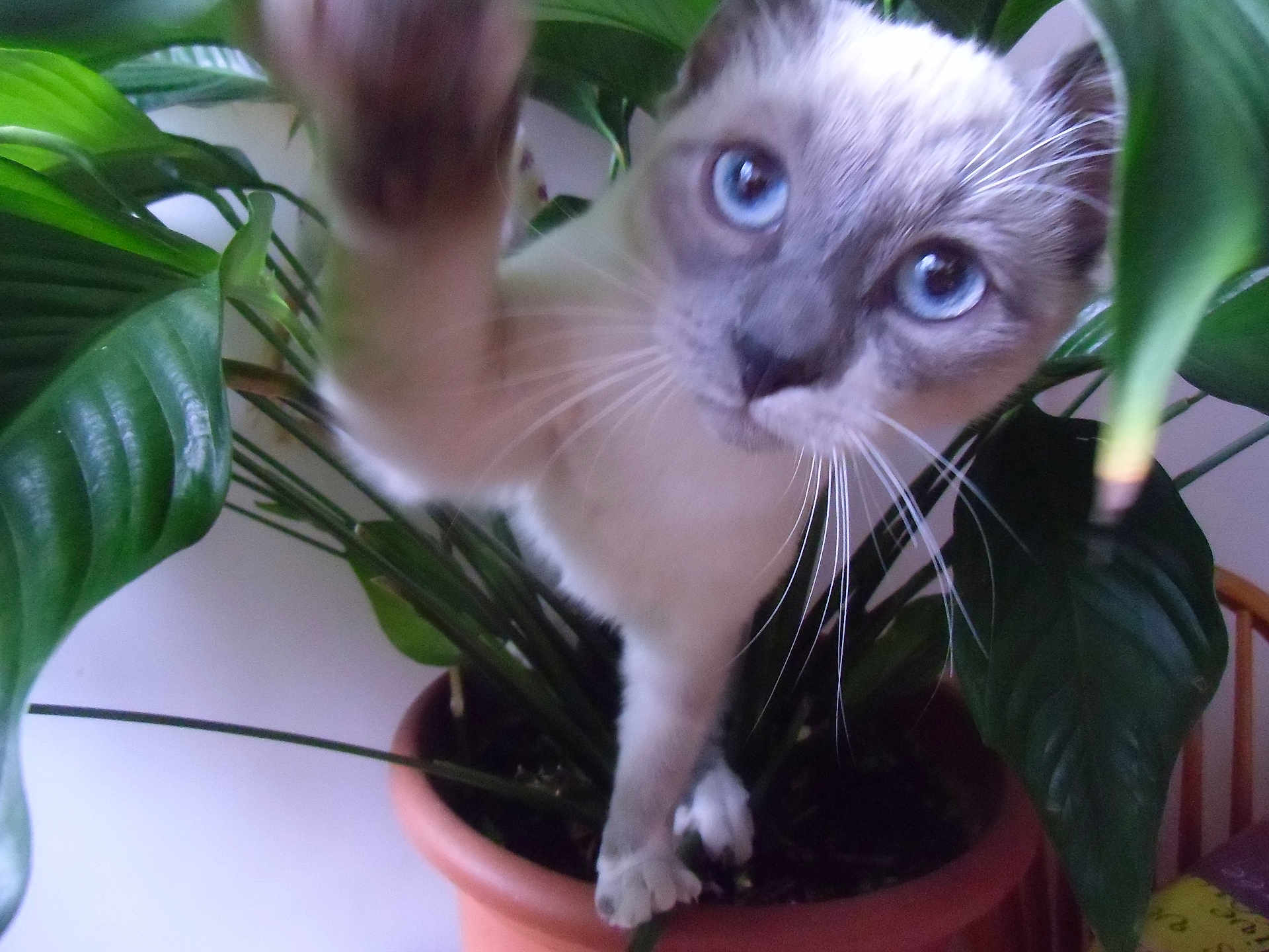 Covida participe au concours pour gagner de l'argent avec cette photo : cat, blue_eyes, plant, houseplant, green_leaves, terracotta_pot, whiskers, curious, indoor, pet, feline, paw, close_up, leaf, nature, animal, tabby, white_fur, domestic_cat, cute