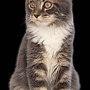 Voltaire participe au concours pour gagner de l'argent avec cette photo : cat, kitten, gray_cat, white_chest, amber_eyes, fluffy_fur, long_hair, sitting, upright_pose, front_view, portrait, studio_photo, black_background, isolated_subject, whiskers, pointed_ears, paws, pet, animal, cute