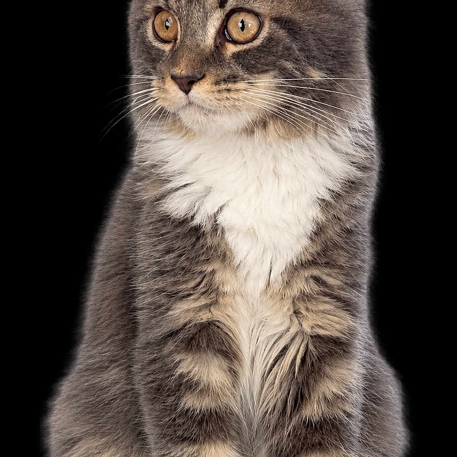 Voltaire participe au concours pour gagner de l'argent avec cette photo : cat, kitten, gray_cat, white_chest, amber_eyes, fluffy_fur, long_hair, sitting, upright_pose, front_view, portrait, studio_photo, black_background, isolated_subject, whiskers, pointed_ears, paws, pet, animal, cute
