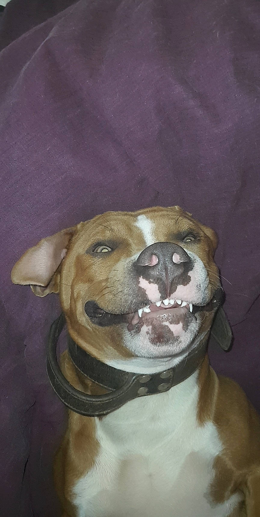 Ready a rejoint le concours — aidez-le/la à gagner de superbes lots ! canidae, carnivore, collar, companion_dog, dog, dog_breed, dog_collar, drawing, ear, fawn, fur, jaw, liver, non_sporting_group, pet_supply, snout, sporting_group, whiskers, working_animal