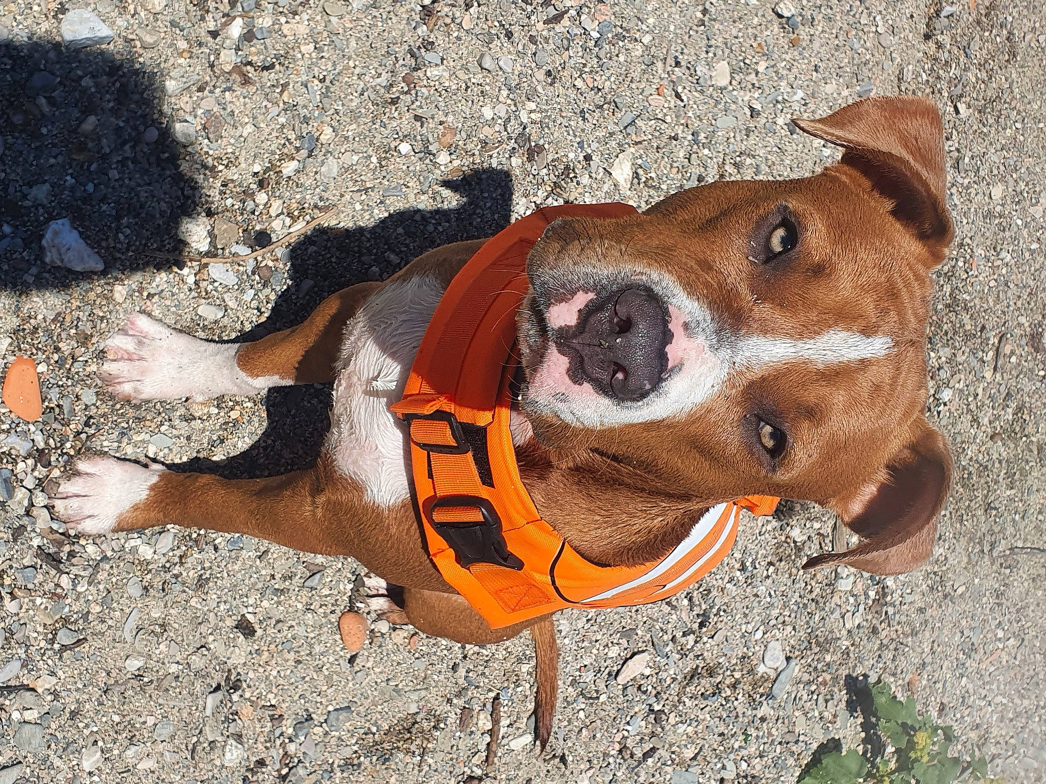 Ready participe au concours pour gagner de l'argent avec cette photo : canidae, carnivore, collar, companion_dog, dog, dog_breed, dog_clothes, dog_collar, dog_supply, fawn, hound, hunting_dog, leash, liver, pet_supply, snout, sporting_group, terrestrial_animal, working_animal, working_dog