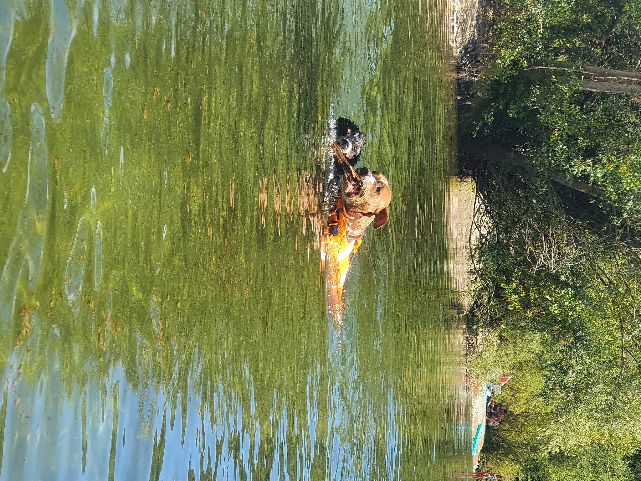 Ready participe au concours pour gagner de l'argent avec cette photo : angling, bank, beak, fisherman, fishing, grass, grass_family, lake, landscape, natural_environment, natural_landscape, people_in_nature, plant, recreation, recreational_fishing, tree, water, watercourse, wetland, wood
