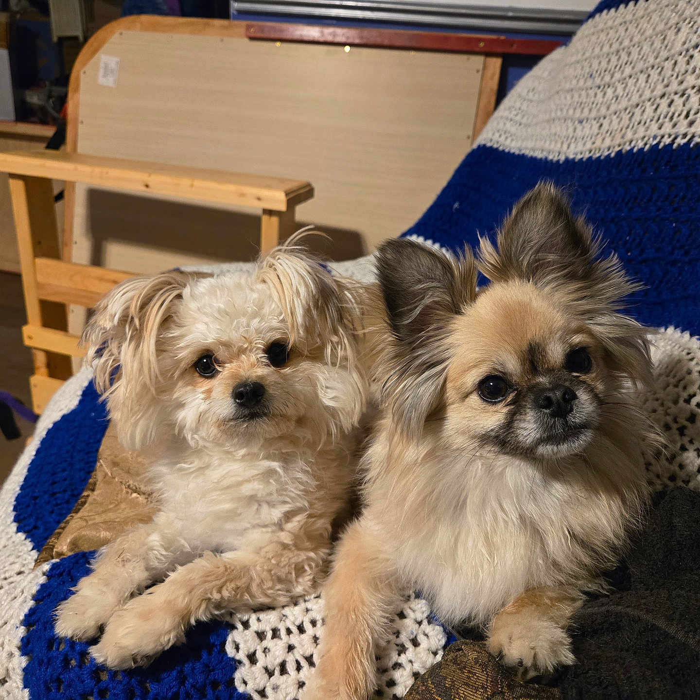 Bandit And Angel joined the competition — help win amazing prizes! animal, blanket, blue, canine, companion, cozy, crocheted, curious, cute, dog, domestic, fluffy, furniture, indoor, pet, portrait, resting, small_dog, white, wooden_chair