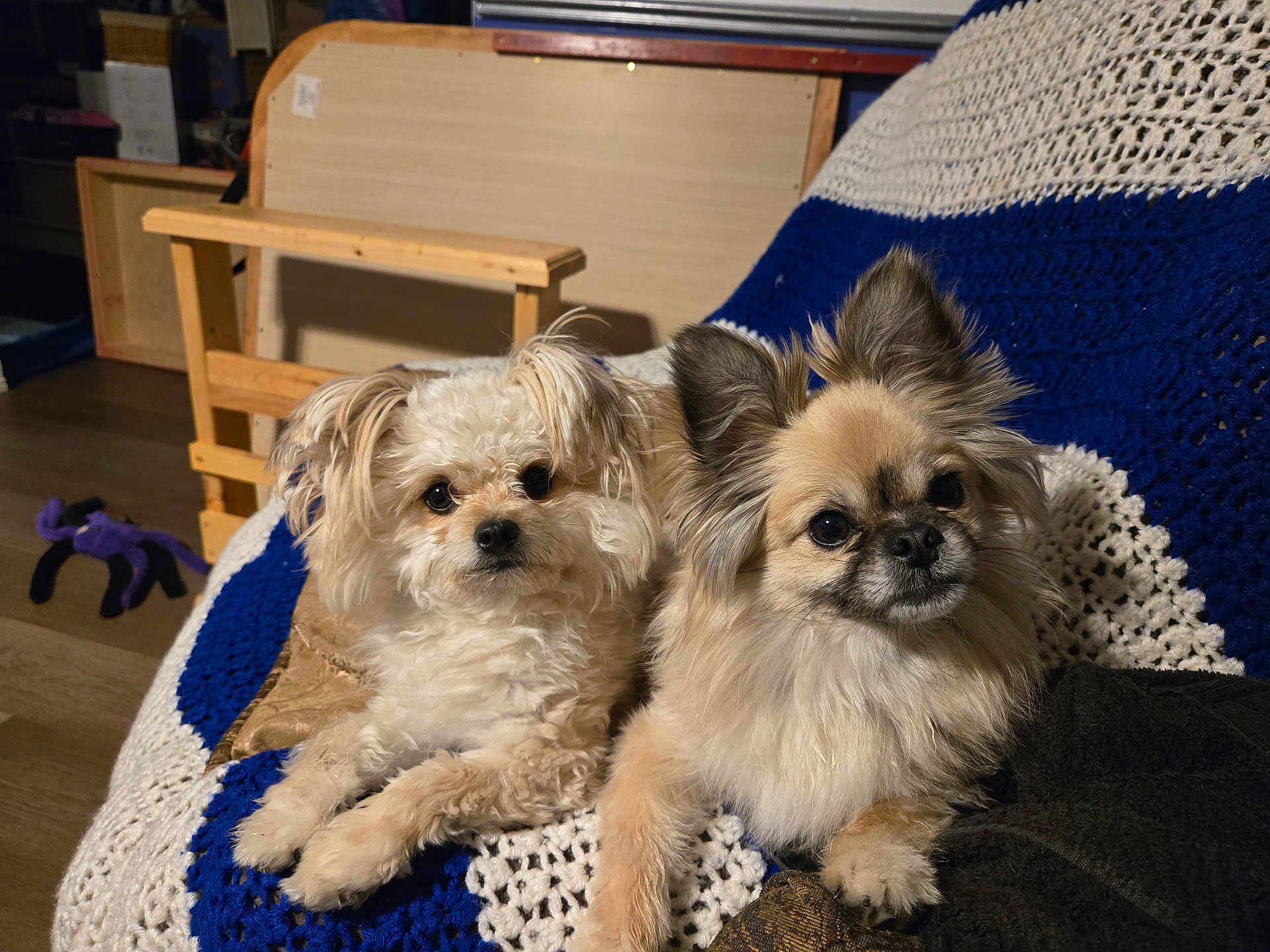 Bandit And Angel joined the competition — help win amazing prizes! dog, fluffy, pet, cute, indoor, blanket, crocheted, blue, white, furniture, wooden_chair, canine, animal, companion, domestic, portrait, resting, curious, small_dog, cozy