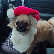 Bandit And Angel is registered to the contest to win money with this photo: dog, small_dog, fluffy, santa_hat, holiday_costume, car_interior, pet, cute, festive, beard, seat, window, leather, furry, animal, companion, indoors, transport, christmas, adorable