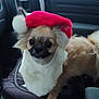 dog, small_dog, fluffy, santa_hat, holiday_costume, car_interior, pet, cute, festive, beard, seat, window, leather, furry, animal, companion, indoors, transport, christmas, adorable