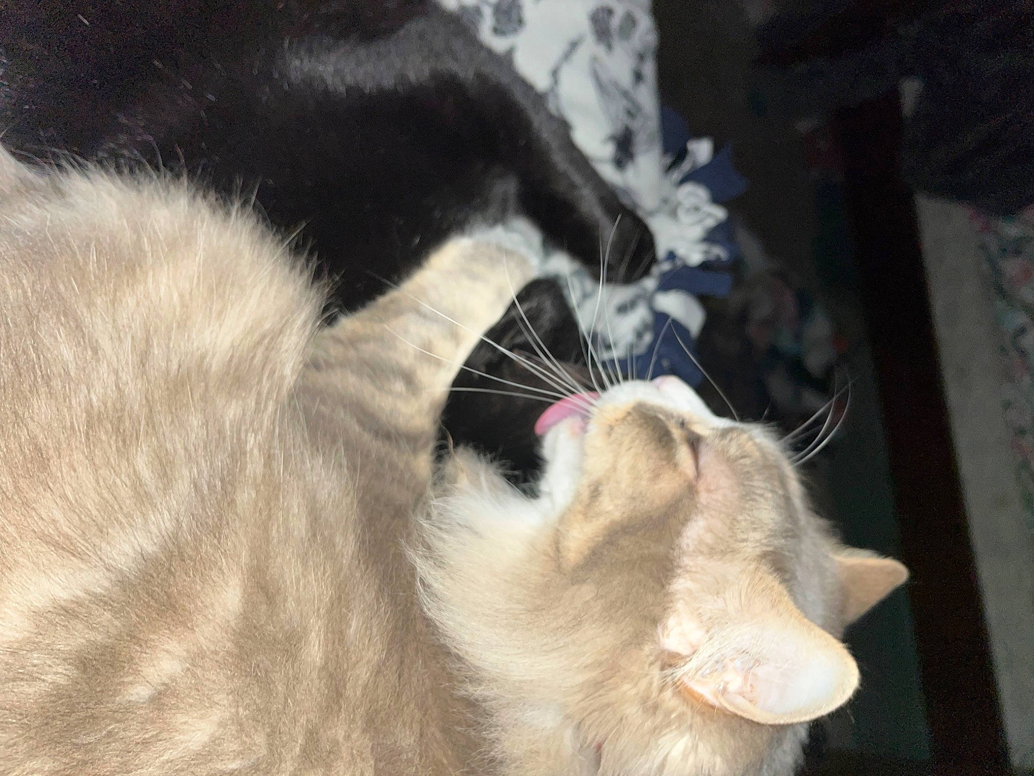 Star is registered to the contest to win money with this photo: carnivore, cat, claw, collar, domestic_short_haired_cat, ear, fang, felidae, fur, paw, roar, small_to_medium_sized_cats, snout, tail, terrestrial_animal, thai, whiskers, yawn